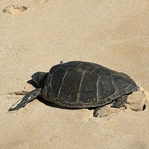 Meet your Posher, Callie